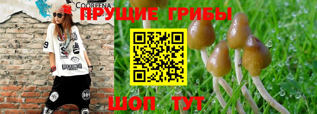 Псилоцибиновые грибы Cubensis Добрянка